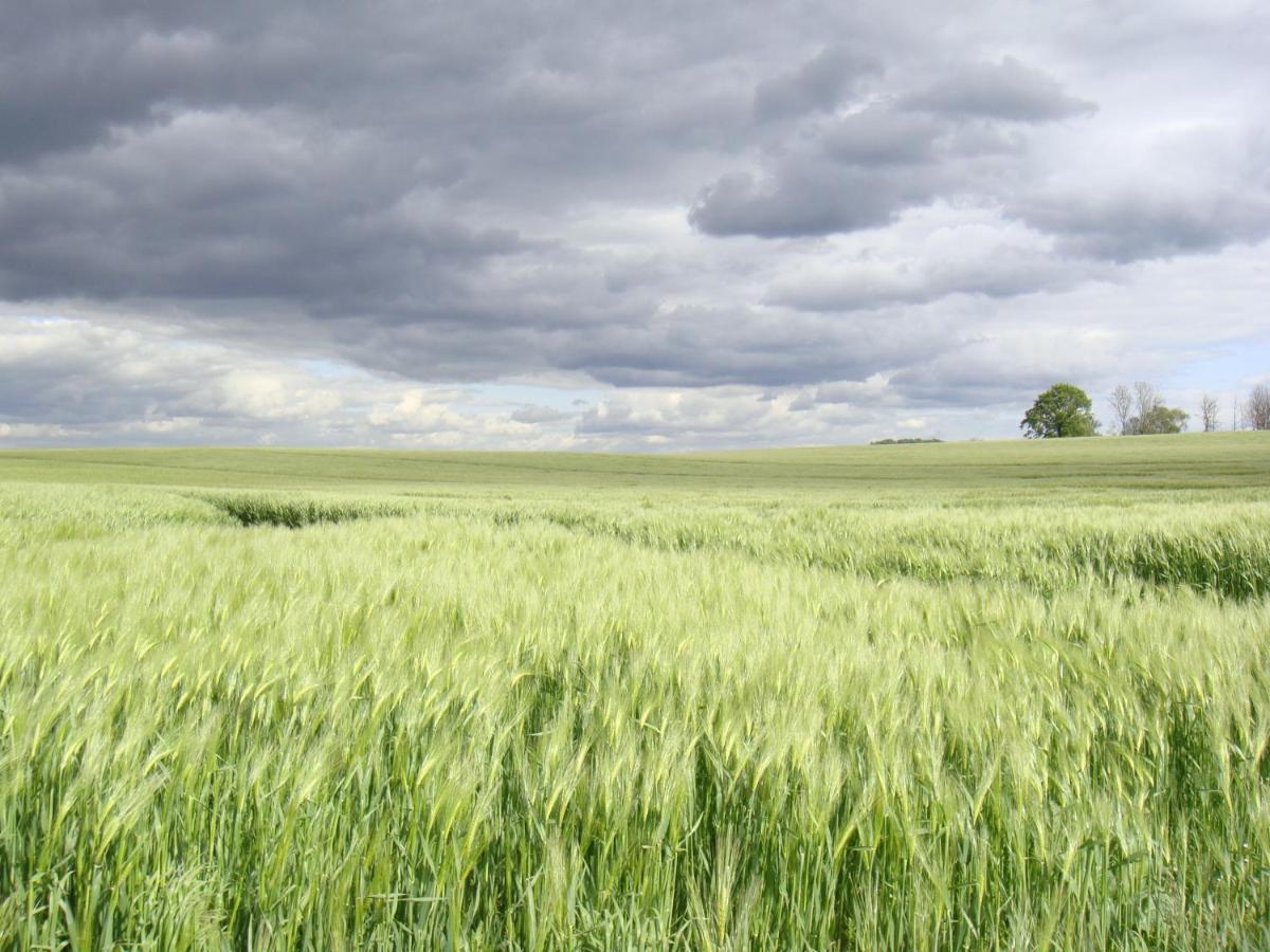 Kleine Auszeit - Natur Und Erholung In Mecklenburg Reimershagen Exterior photo