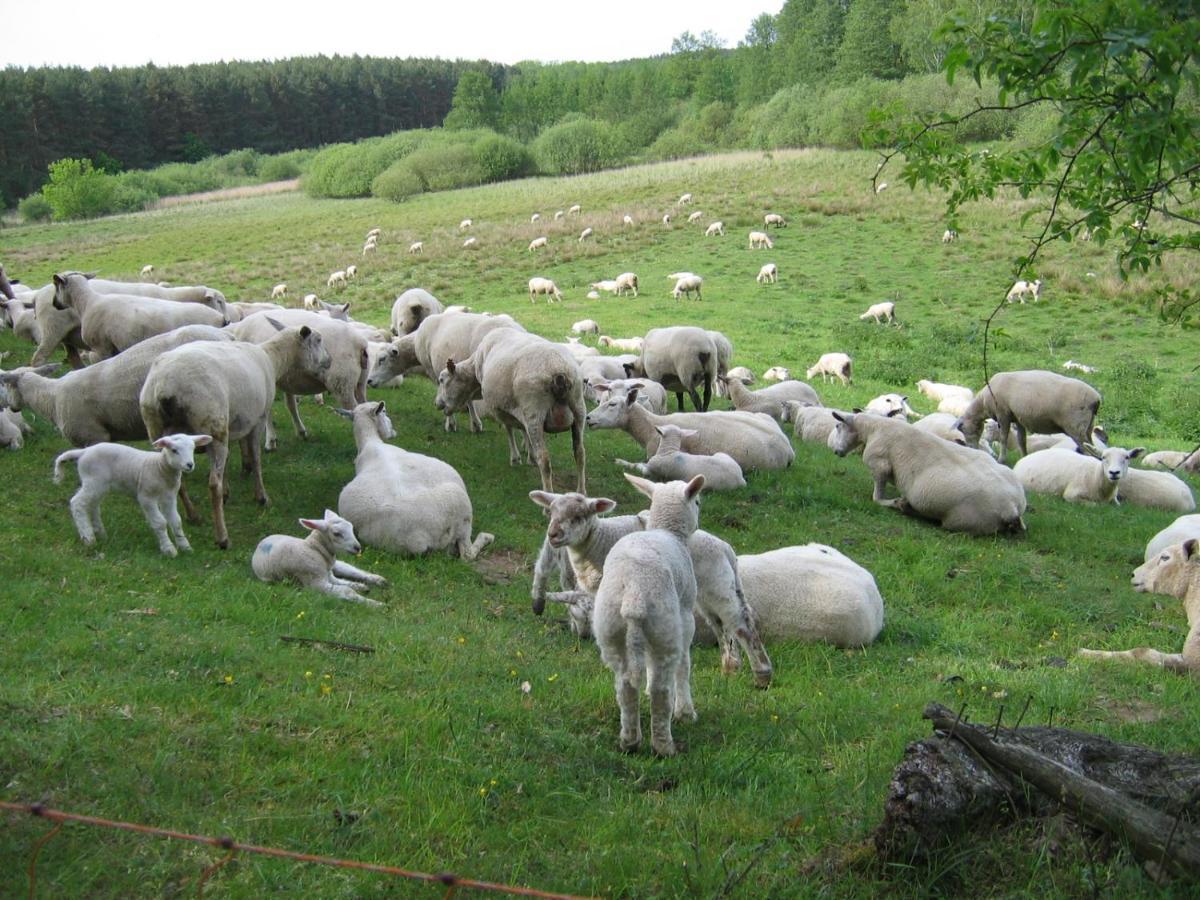 Kleine Auszeit - Natur Und Erholung In Mecklenburg Reimershagen Exterior photo