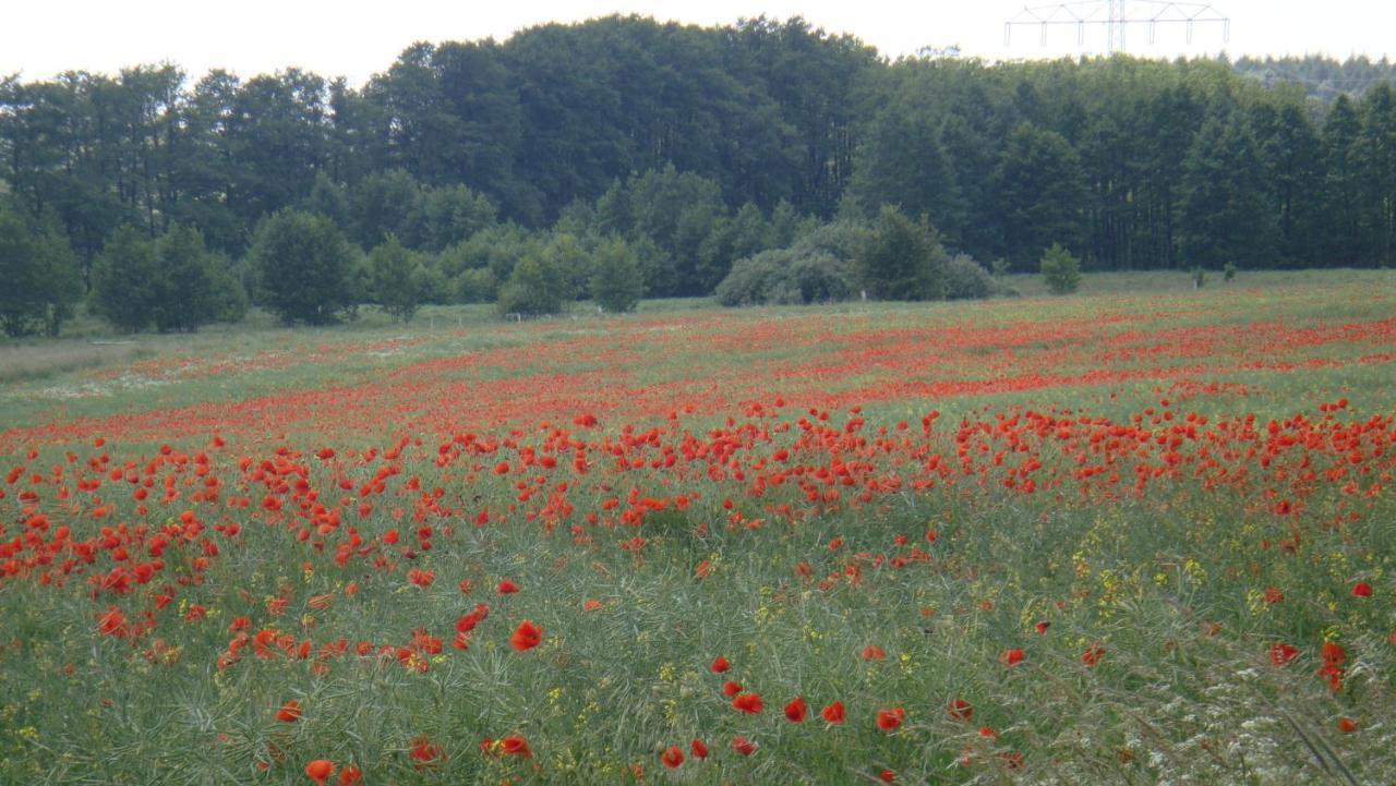 Kleine Auszeit - Natur Und Erholung In Mecklenburg Reimershagen Exterior photo